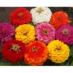 ZINNIA ELEGANS DAHLIA MIX SEEDS - MIXED COLOUR DOUBLE FLOWERS - 100 SEEDS ZINNIA ELEGANS DAHLIA MIX SEEDS - MIXED COLOUR DOUBLE FLOWERS - 100 SEEDS