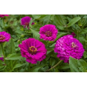 ZINNIA GIANT PURPLE PRINCE SEEDS - LARGE PURPLE FLOWERS - 100 SEEDS ZINNIA GIANT PURPLE PRINCE SEEDS - LARGE PURPLE FLOWERS - 100 SEEDS