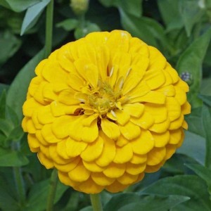 ZINNIA ELEGANS GIANT CANARY BIRD SEEDS - LARGE YELLOW FLOWERS - 100 SEEDS ZINNIA ELEGANS GIANT CANARY BIRD SEEDS - LARGE YELLOW FLOWERS - 100 SEEDS