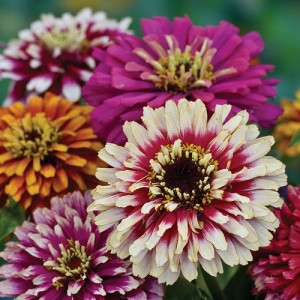 ZINNIA ELEGANS WHIRLYGIG MIX SEEDS - MIXED COLOUR FLOWERS - 100 SEEDS ZINNIA ELEGANS WHIRLYGIG MIX SEEDS - MIXED COLOUR FLOWERS - 100 SEEDS